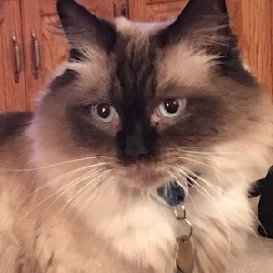 Meet your Posher, Peggy